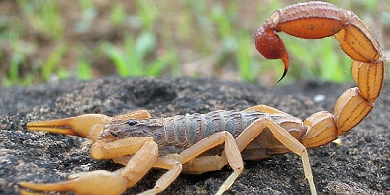 Escorpiões
