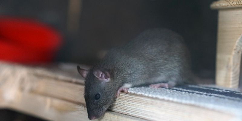 Inverno e Problemas com Ratos