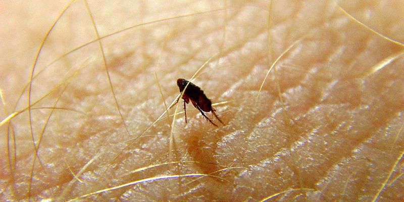 Pulgas saltam a uma distância 200 vezes maior que seu corpo