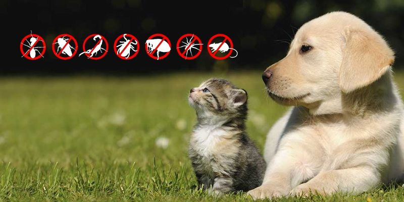 Quais os cuidados devo tomar com meu animal de estimação quando contrato o serviço de controle de pragas para o meu ambiente??